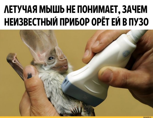 Летучая мышь УЗИ