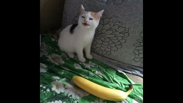 Кот с бананом оригинал