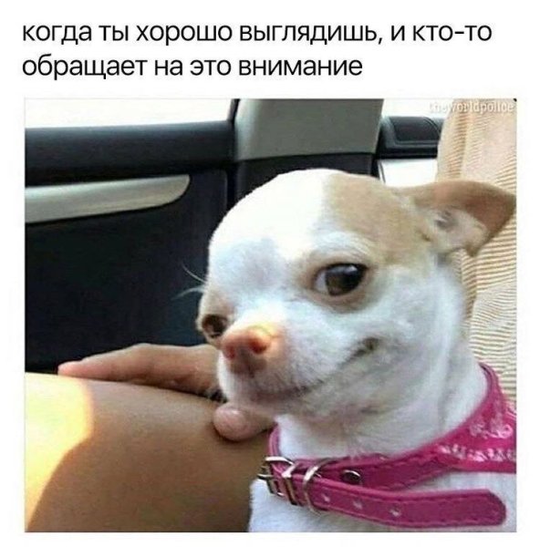 Чихуахуа кобби лиловый