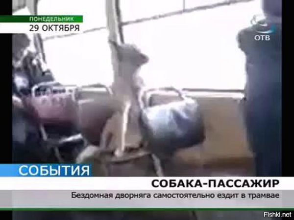 Бездомная дворняга ездит в столовую в трамвае