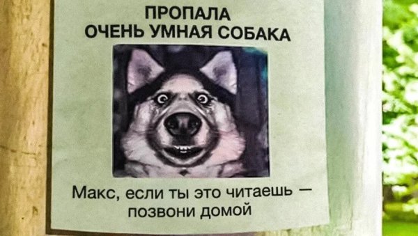 Объявление пропала собака шутка
