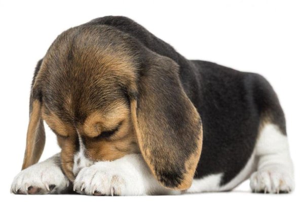 Собака закрывает нос лапой