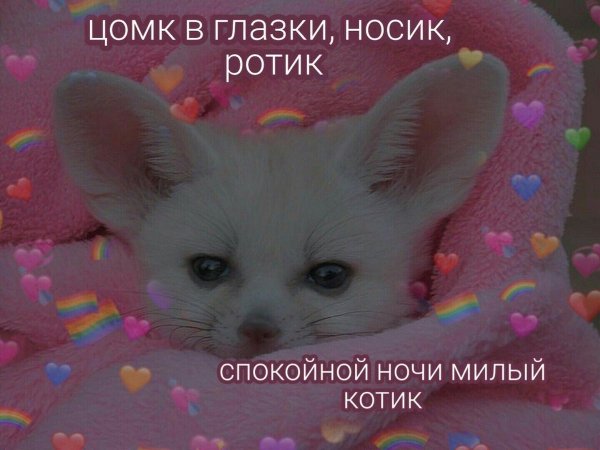 Пикчи сладких снов с котиками