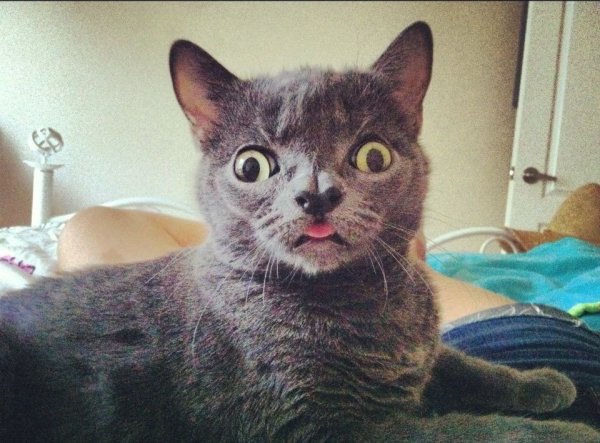 Косоглазый кот