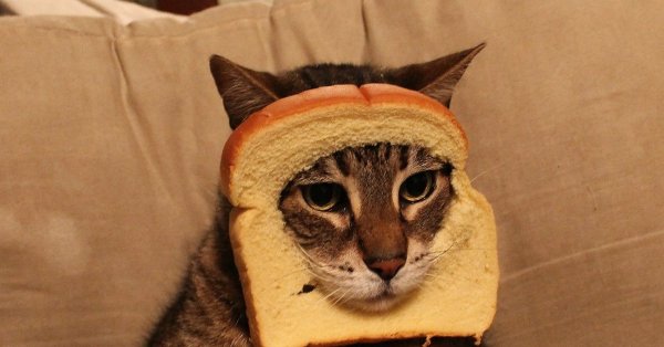 Кот Хлебушек