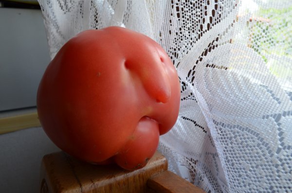 Смешной томат