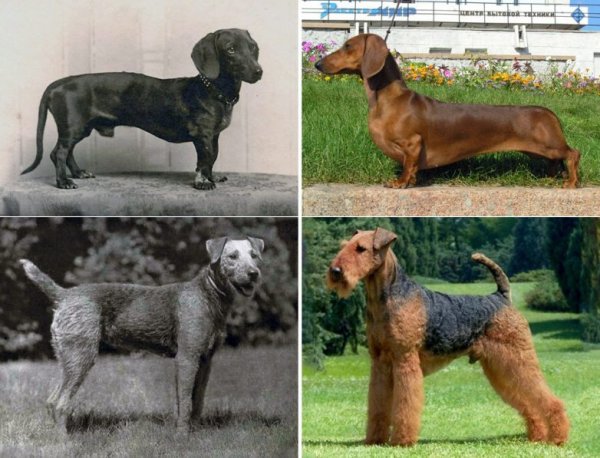 Породистые собаки раньше и сейчас