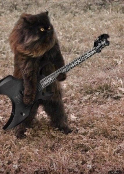 Рок кот
