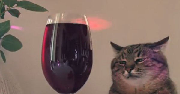 Томный кот Степан