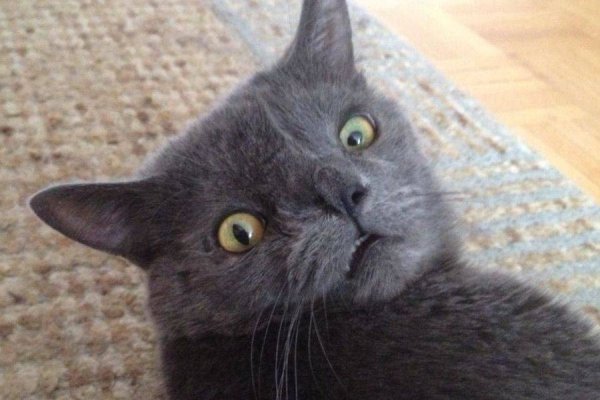 Коты с глазами в разные стороны