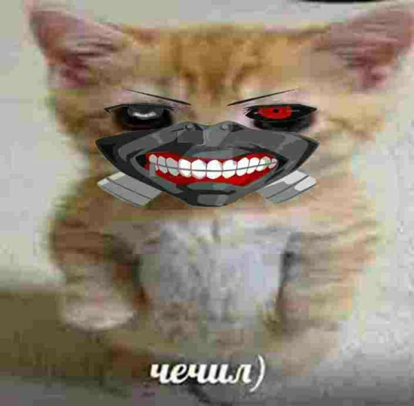 Аватарки с котиками мемы