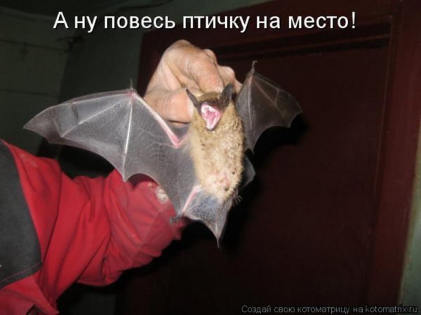 Летучая мышь смешная