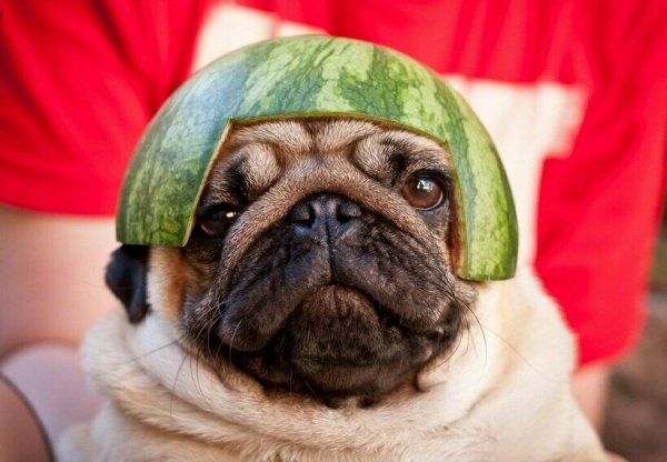 Мопс в шляпе