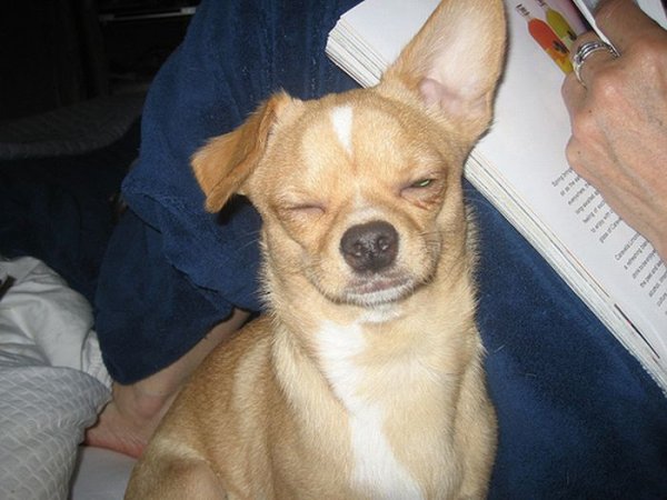 Собачка с прищуренными глазами