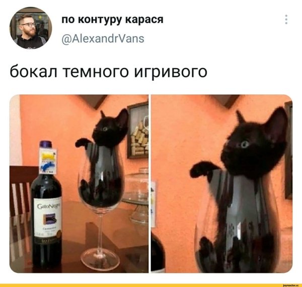 Мемы кот с бокалом