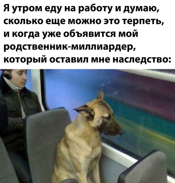 Собака в автобусе Мем