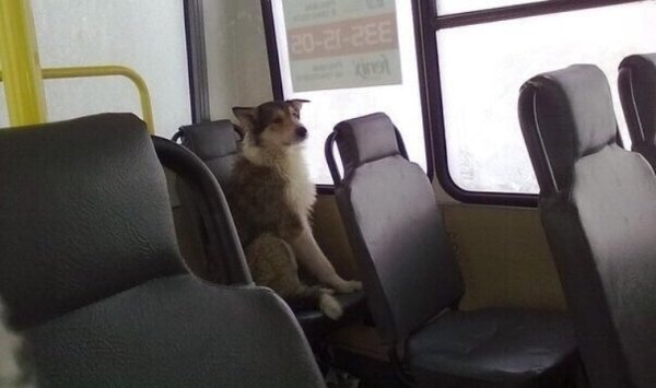 Собака в маршрутке