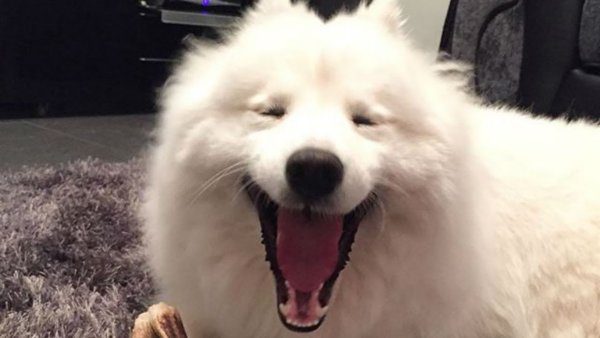 Собака смеется Мем