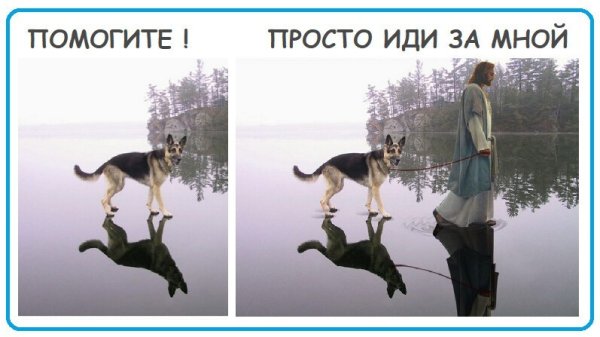 Собака идет по воде