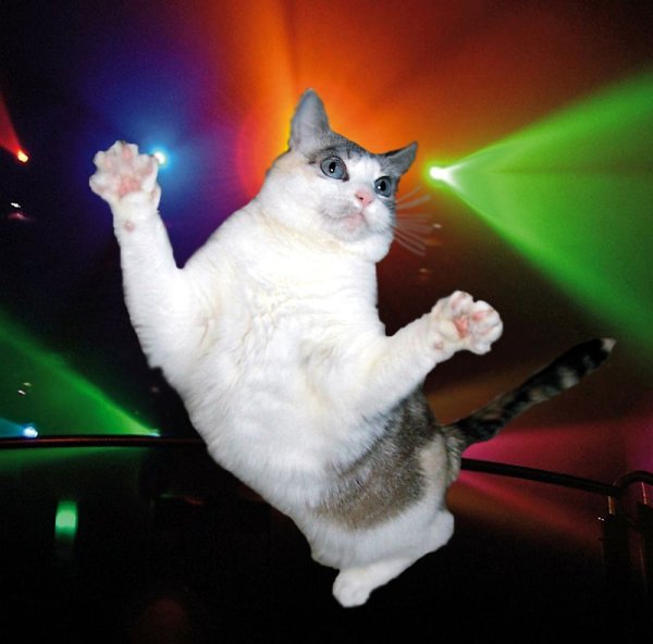 Кот на дискотеке