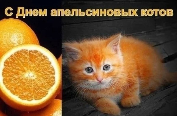 День апельсиновых котов