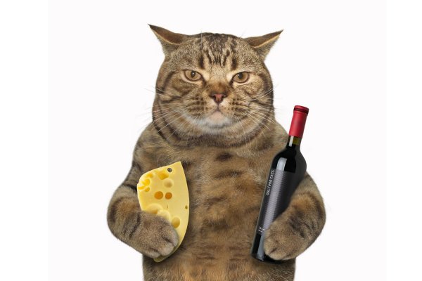 Котик пьет пиво