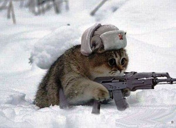 Коты с автоматами