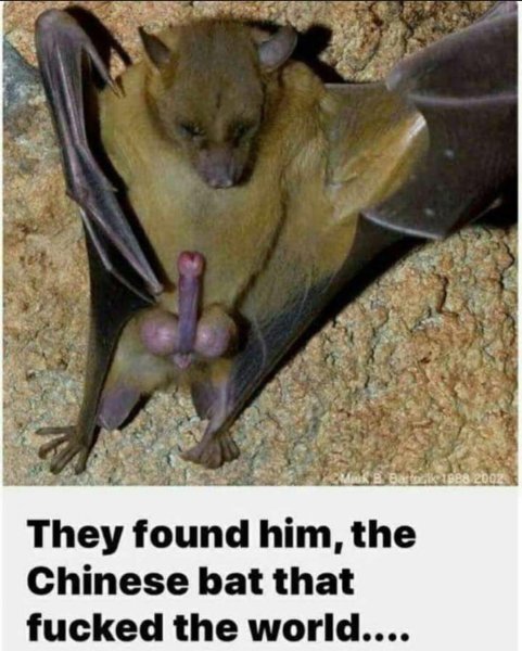 Летучая мышь юмор