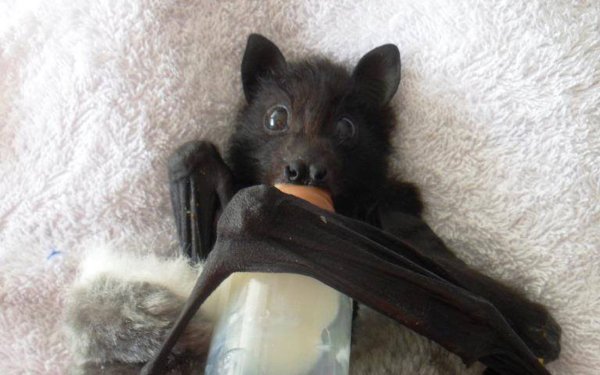 Летучая мышь я зло