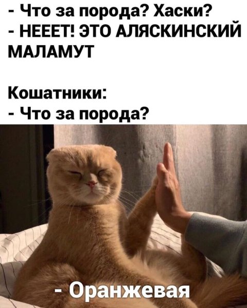 Утро собачника и кошатника