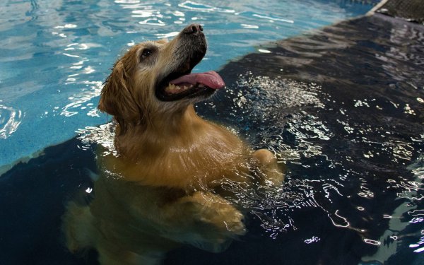Собака в воде
