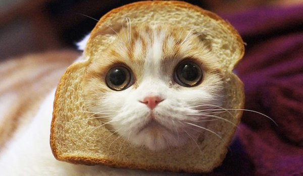 Кошка в хлебушке