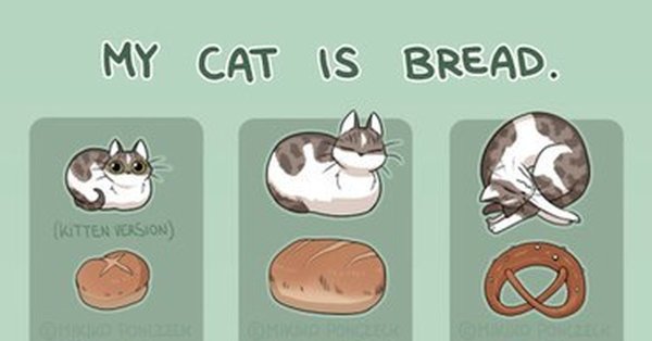 Кот в хлебе
