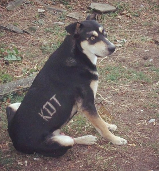 Смешные картинки про собак с надписями