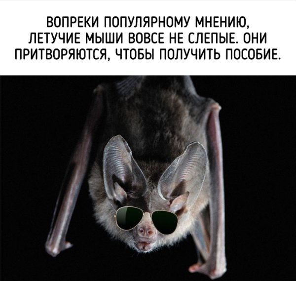 Шутки про летучих мышей