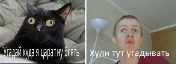 Угадай куда я шмальну кот