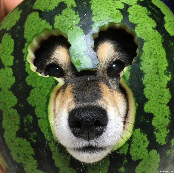 Собака в каске из арбуза