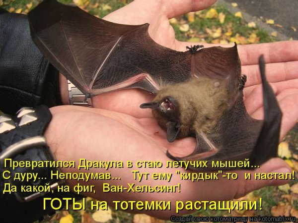 Летучая мышь смешная