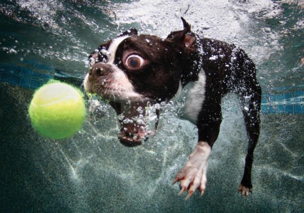 Собака в воде