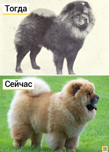 Породы собак до и после селекции