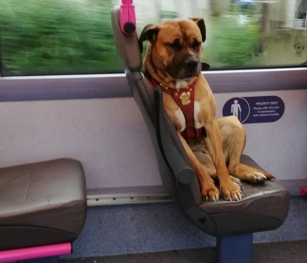 Собака в трамвае