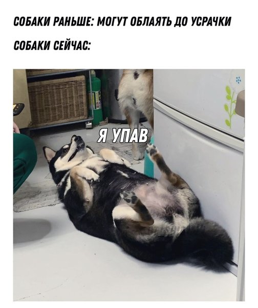 Мем собаки раньше собаки сейчас