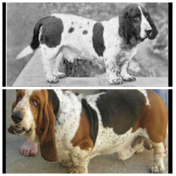 Породы собак до и после