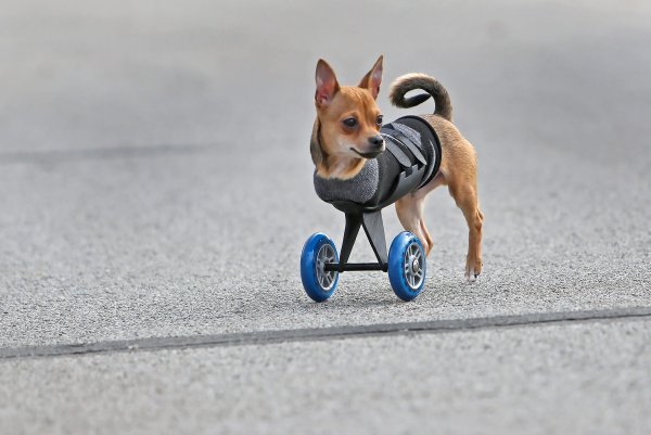 Собака hot Wheels