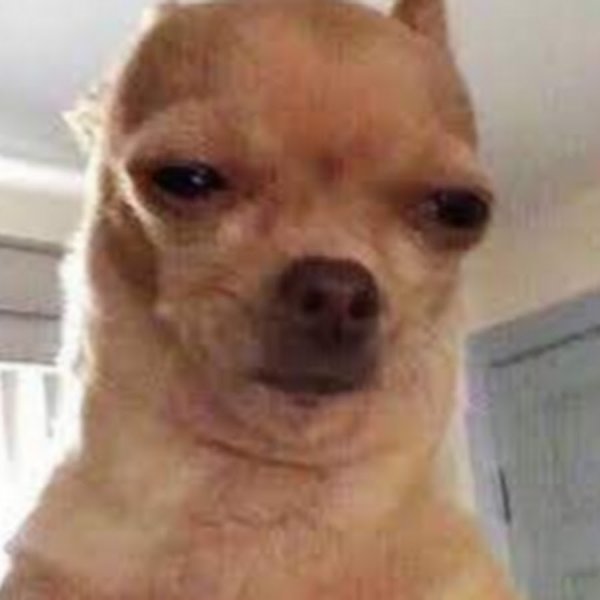 Чихуахуа Мем Упоротая