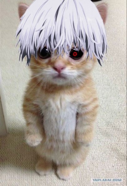 Настоящие кошки