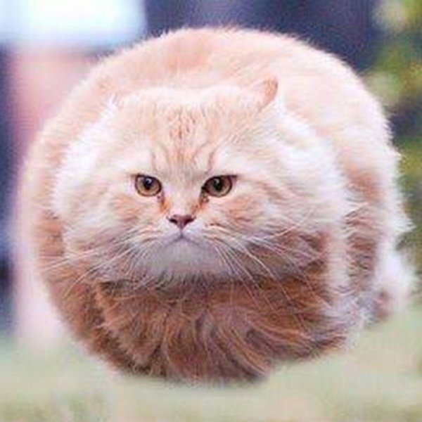 Летающий круглый кот