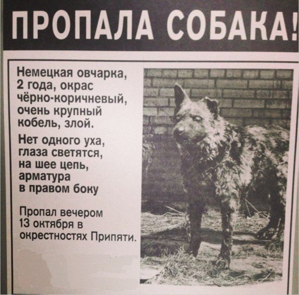 Объявление пропала собака в Припяти
