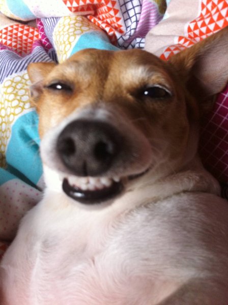 Собака улыбака