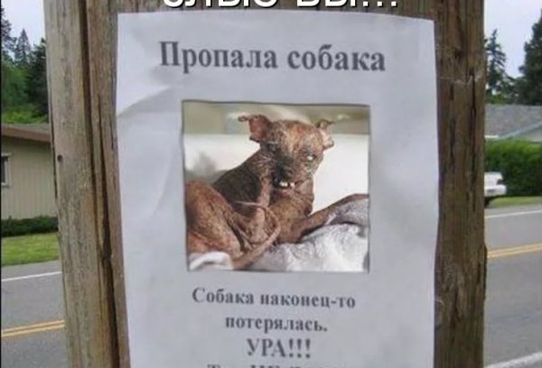 Потерялась собака прикол
